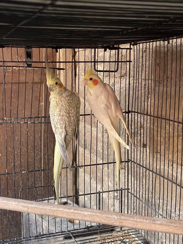 Cocktail Breeder pair FIXED PRICE 1