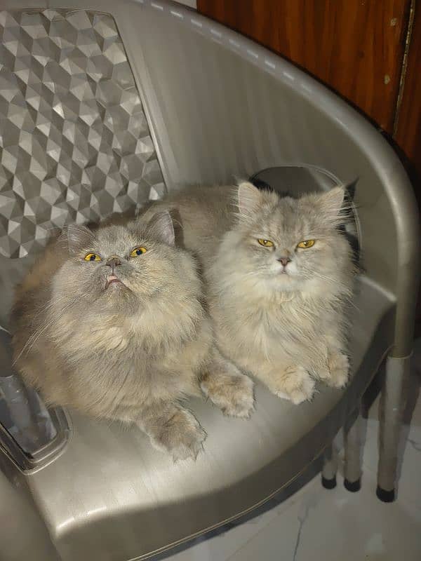 Persian Sisters Females Triple Coat 5