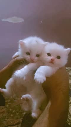 Persian Kittens