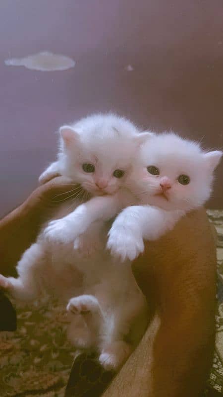 Persian Kittens 0