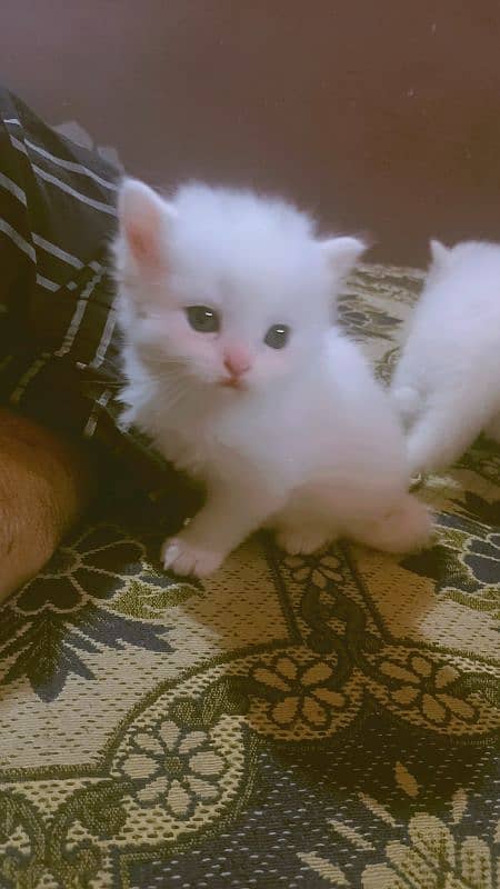 Persian Kittens 1