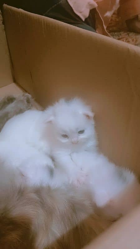 Persian Kittens 4