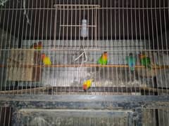 lovebirds full pair