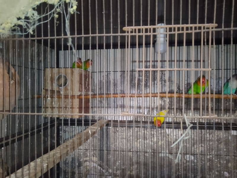 lovebirds full pair 1