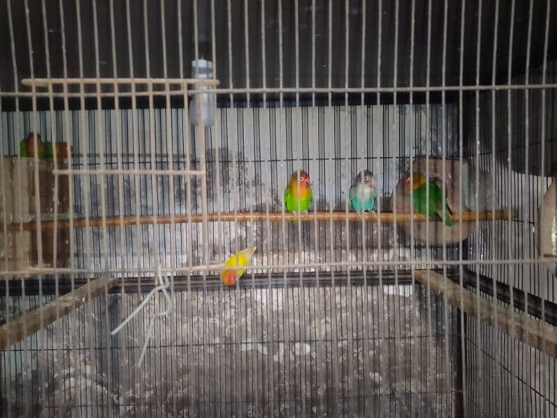 lovebirds full pair 2