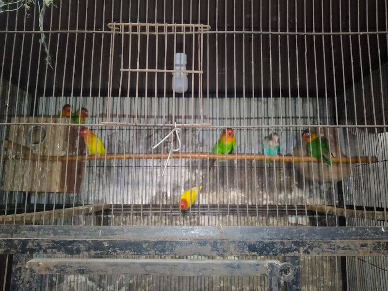 lovebirds full pair 3