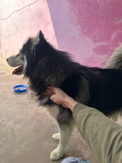 Siberian husky long court ma ha card bana wa ha family dog ha