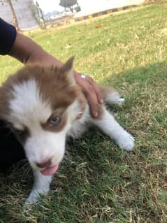 beautiful pair of Siberian husky urgent sale