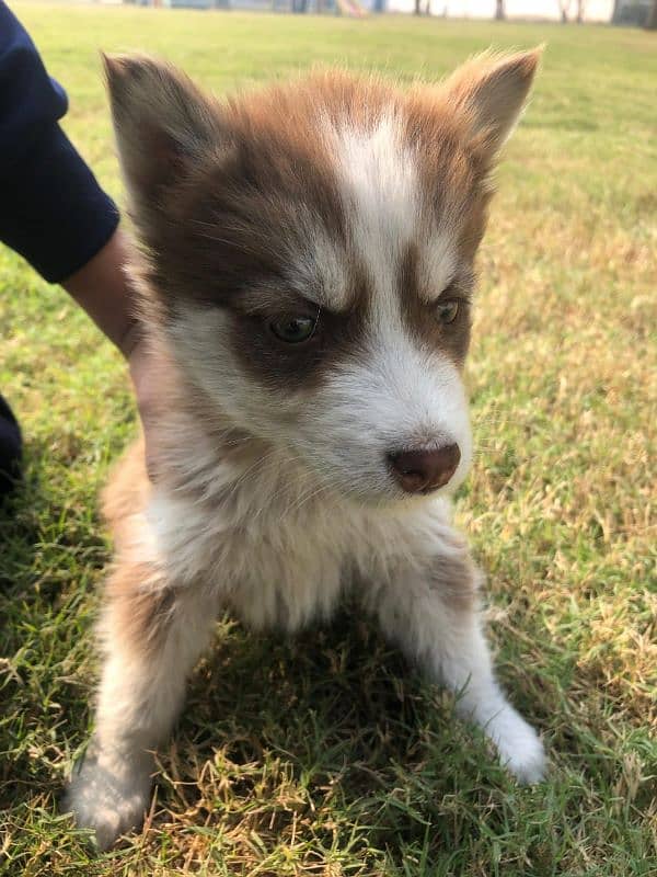 beautiful pair of Siberian husky urgent sale 2