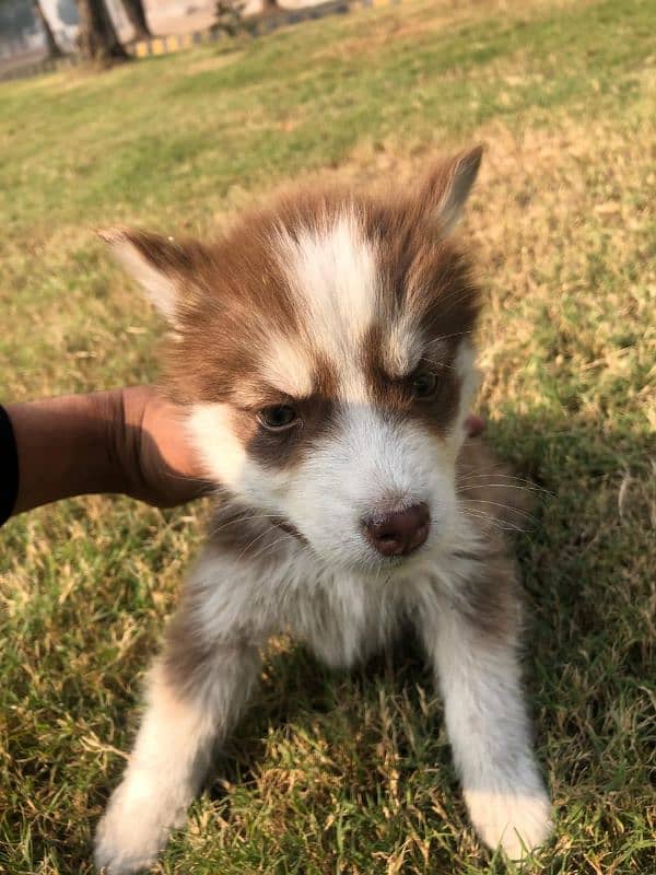 beautiful pair of Siberian husky urgent sale 3