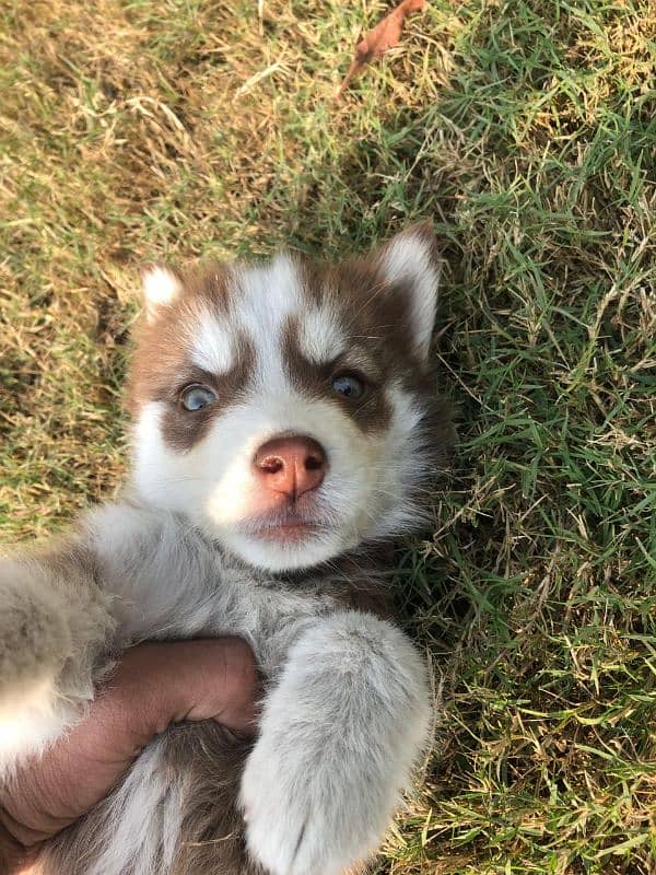 beautiful pair of Siberian husky urgent sale 5