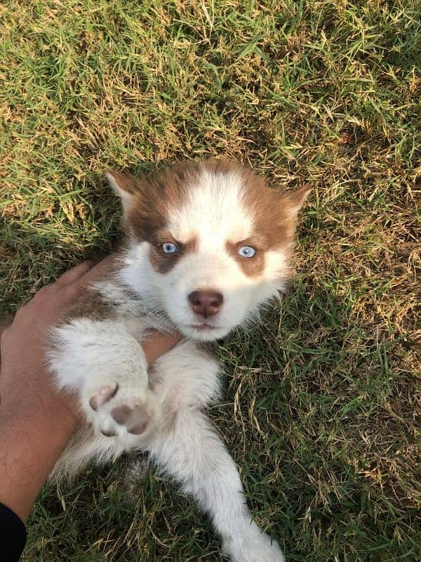 beautiful pair of Siberian husky urgent sale 6