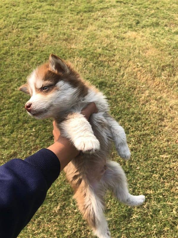 beautiful pair of Siberian husky urgent sale 8