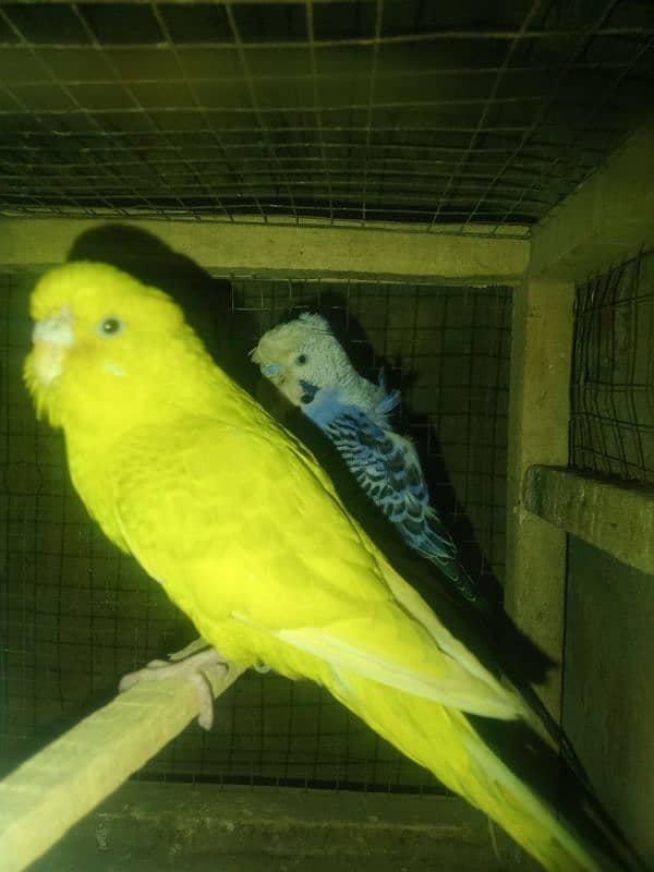 hogoromo Australian parrots healthy and active 1