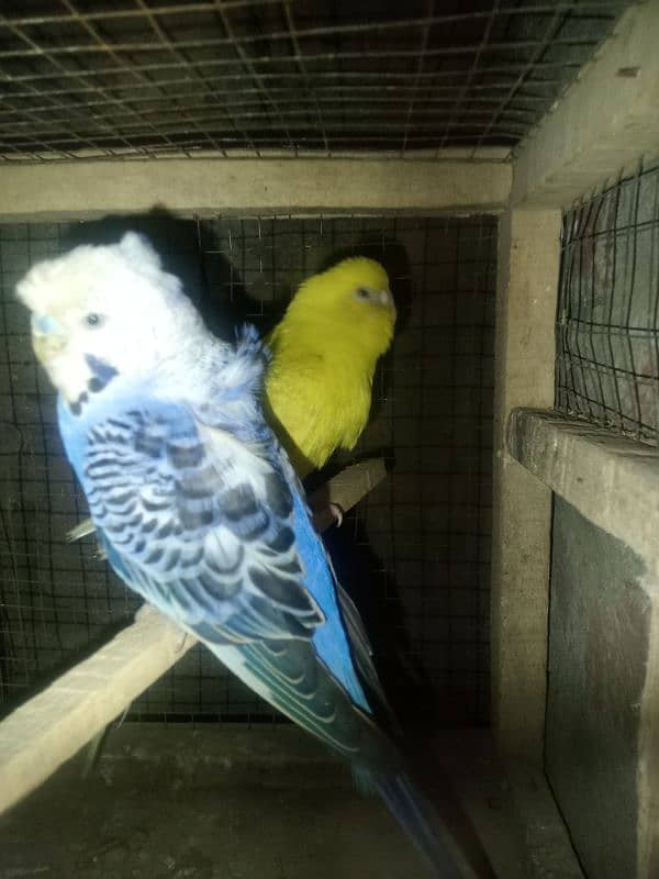 hogoromo Australian parrots healthy and active 3