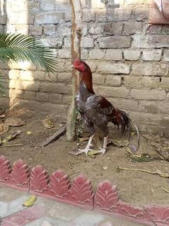 aseel hen for sale