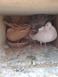 fantail pigeon for sale