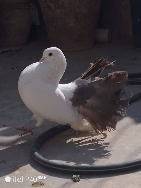 fantail pigeon for sale 1