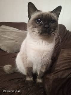 Neuter Female Siamese