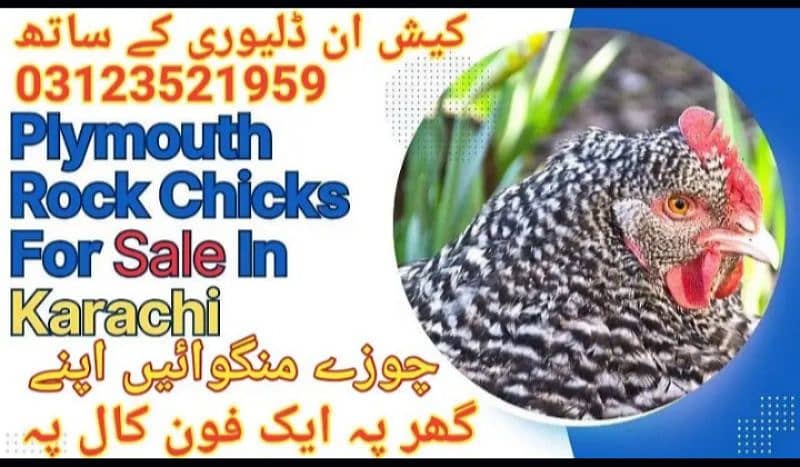 Plymouth rock for sale in Karachi 0