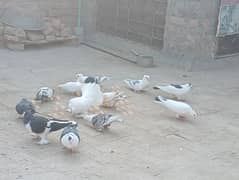 pigeons