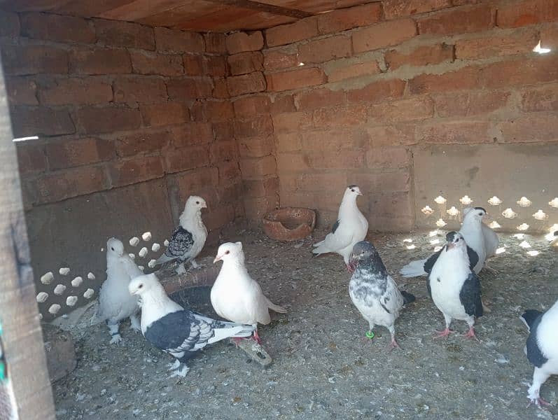 pigeons for sale 2