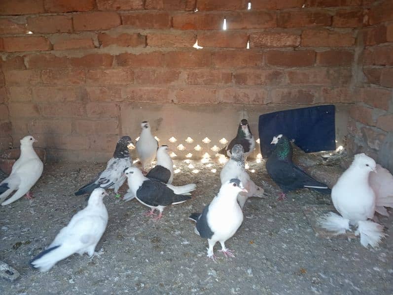 pigeons for sale 3