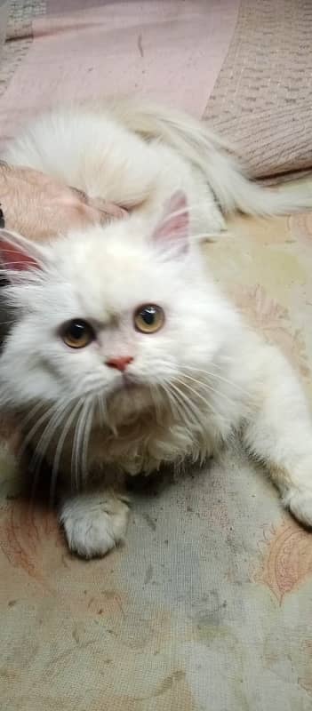 Persian kittens 1