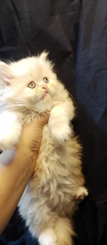 Persian kittens 2