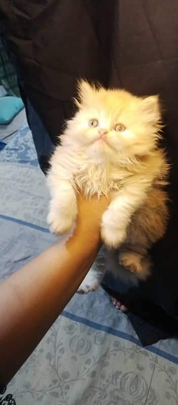 Persian kittens 3