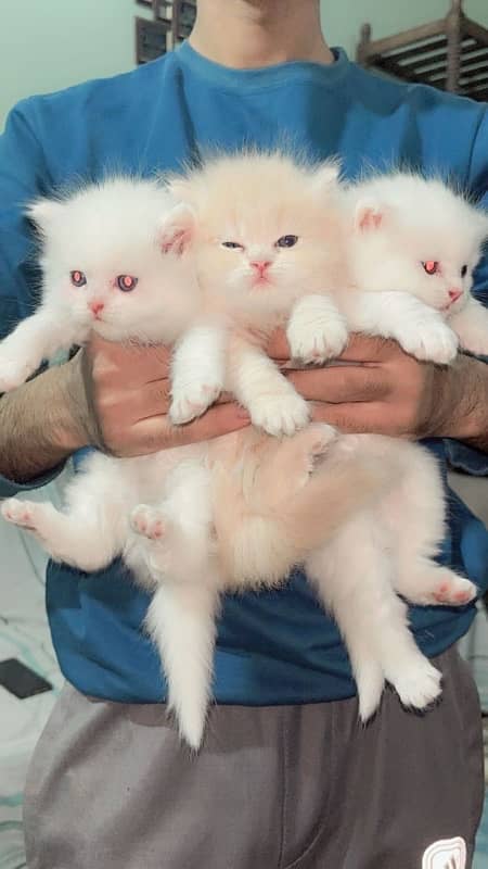 Persian kittens 5