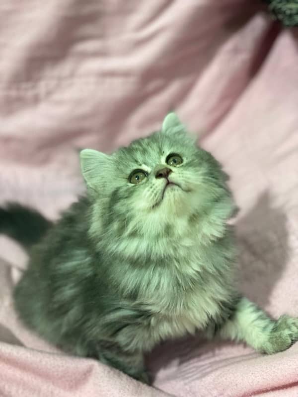 Persian kittens 7