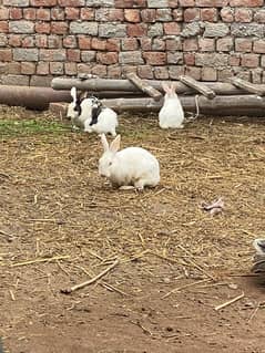 Rabbits For sale Male nd females Are available. .