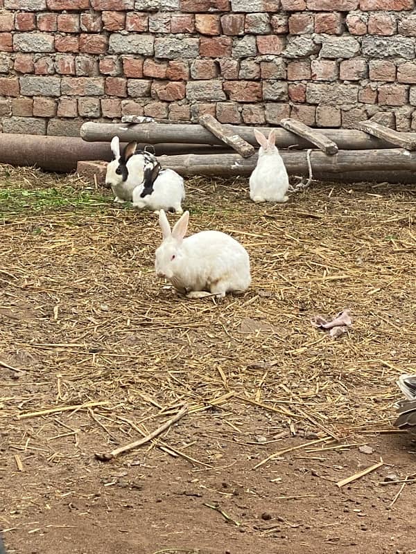 Rabbits For sale Male nd females Are available. . 0