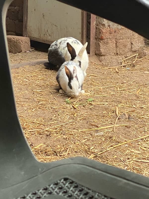 Rabbits For sale Male nd females Are available. . 2