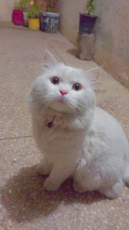 Persian cat 0