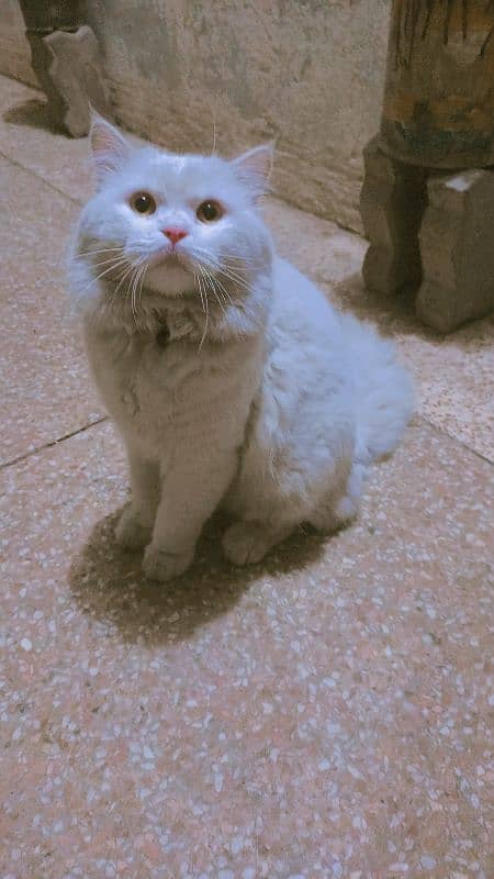 Persian cat 2