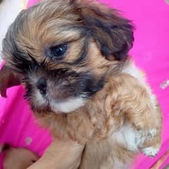 shihtzu