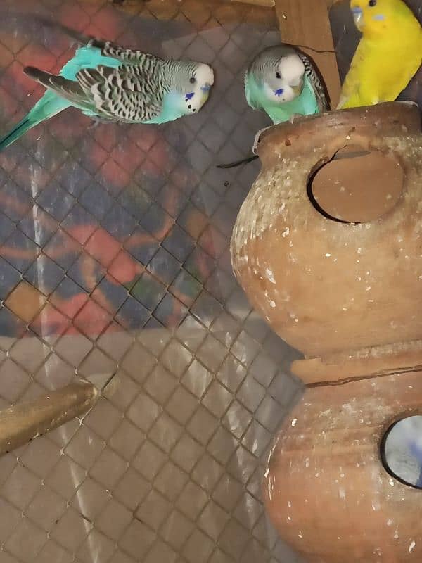 australian parot  or blue mask pair available ha 1