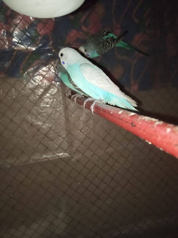 australian parot  or blue mask pair available ha 2