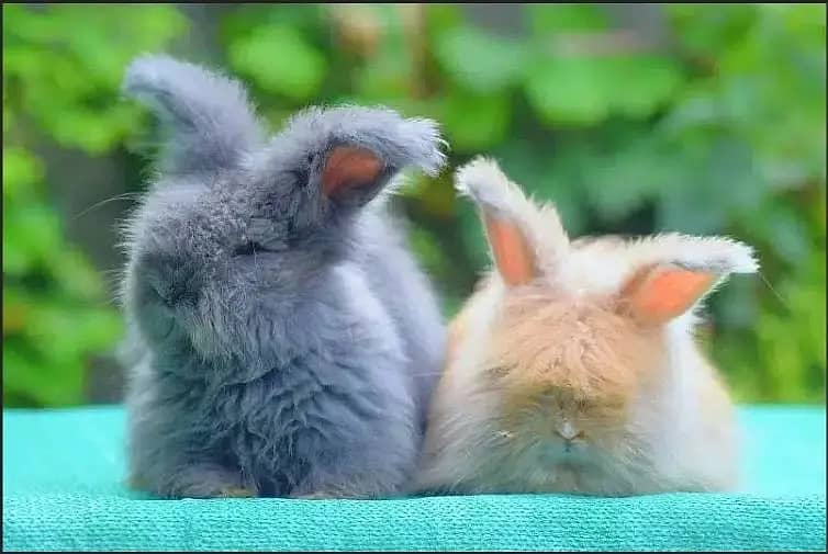 Different Bunnies Available / American Syrian Hamster Available 1