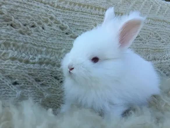 Different Bunnies Available / American Syrian Hamster Available 5