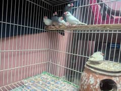 3 pairs of Finch birds,very beautiful brds