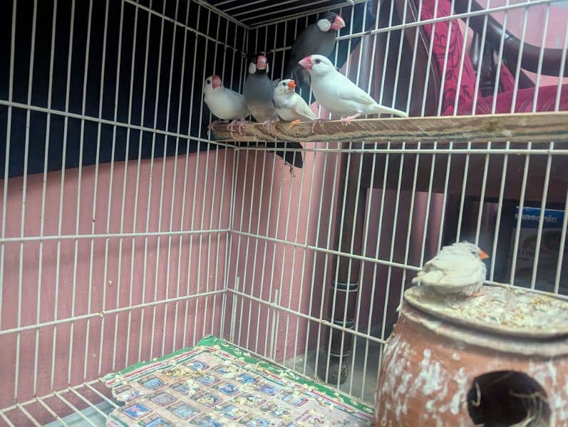 3 pairs of Finch birds,very beautiful brds 0