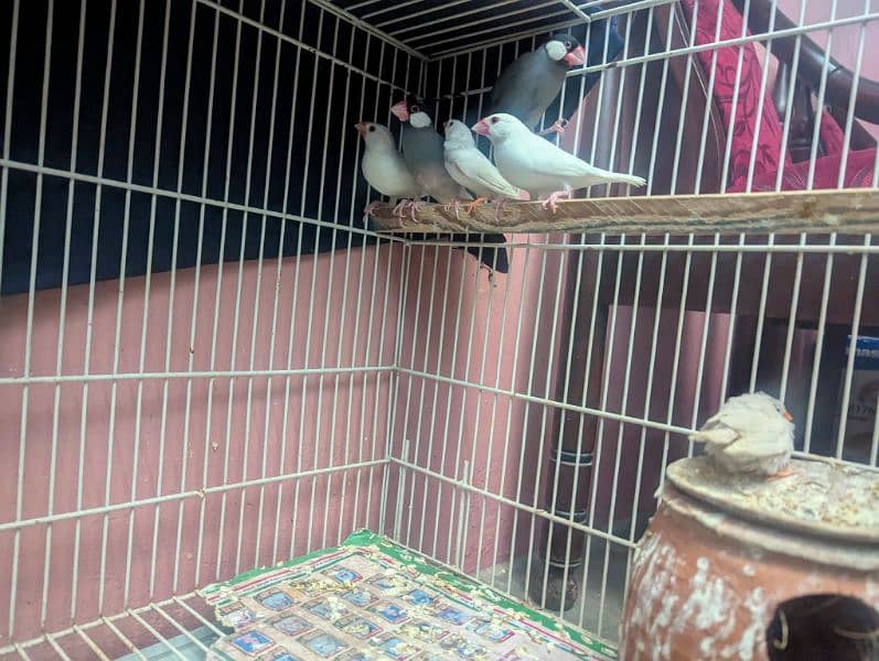 3 pairs of Finch birds,very beautiful brds 2