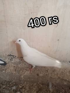 Beautiful and best Quality pigeon available for sale