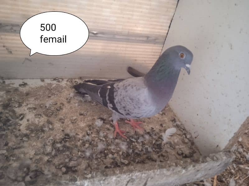 Beautiful and best Quality pigeon available for sale 1