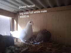 Beautiful and best Quality pigeon available for sale