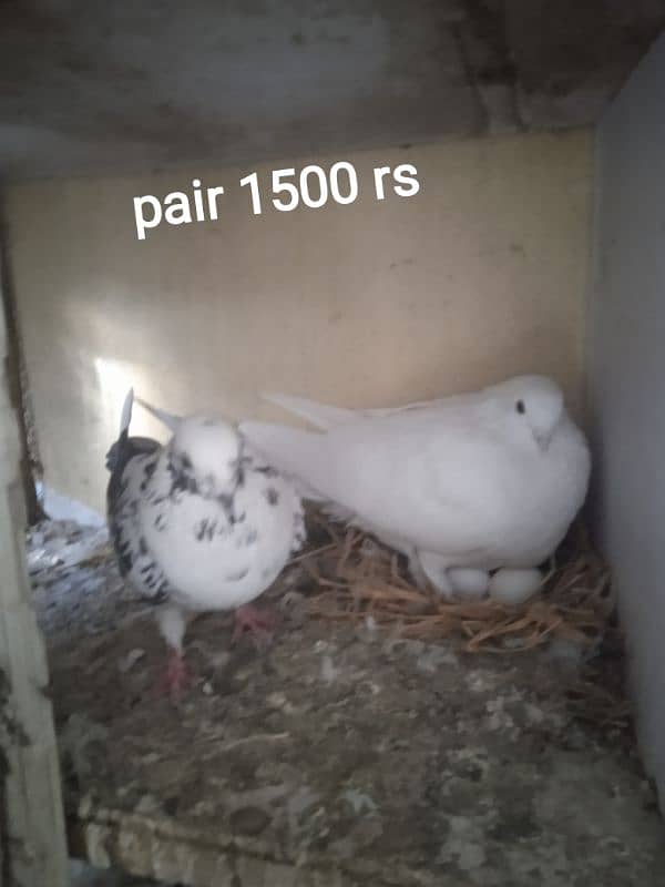 Beautiful and best Quality pigeon available for sale 3