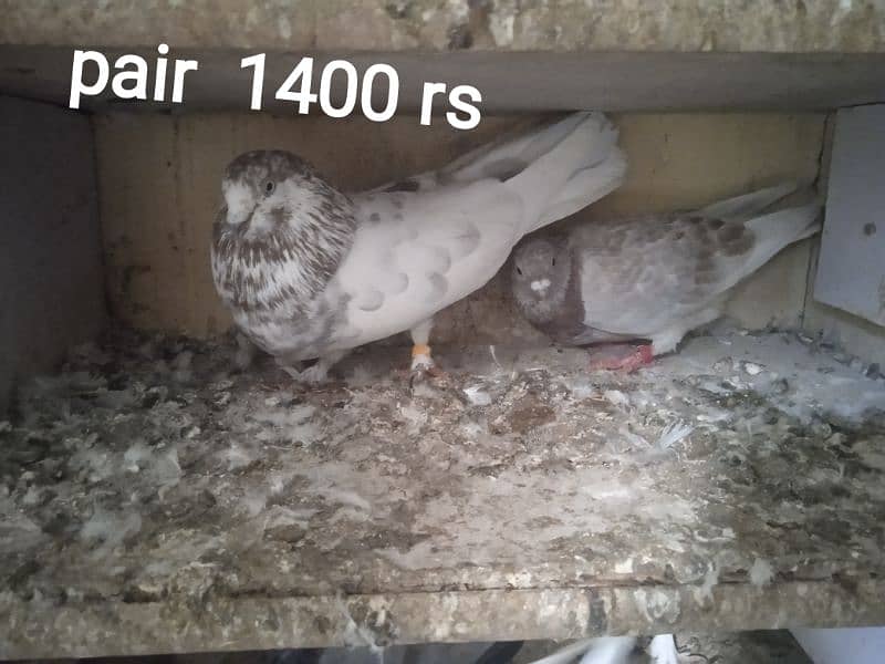 Beautiful and best Quality pigeon available for sale 4